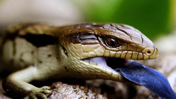Snake Is Read To Eat
